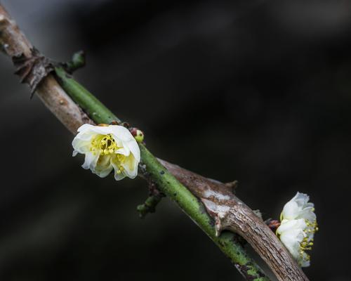 白梅花语是什么？了解白梅的象征意义和文化内涵？