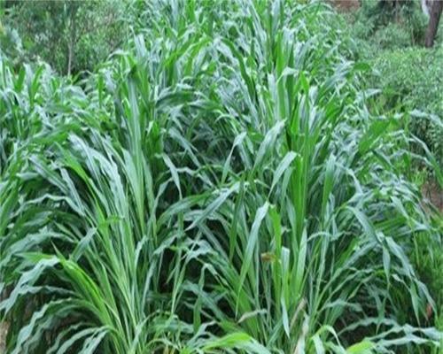 高丹草是多年生还是年生牧草？种植高丹草的常见问题解答