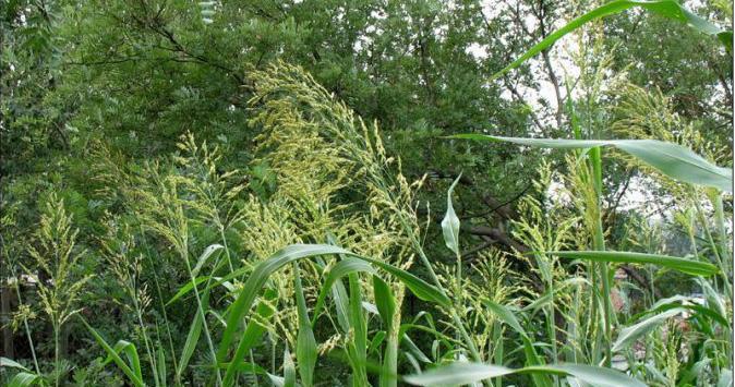 高梁属于禾本科草本植物吗？它是怎样的一种植物？