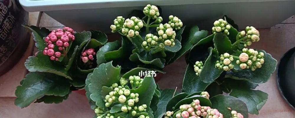 长寿花不同颜色代表什么？长寿花颜色的寓意有哪些？