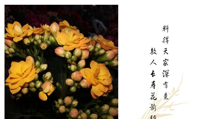 长寿花的花语是什么？如何用长寿花表达情感？