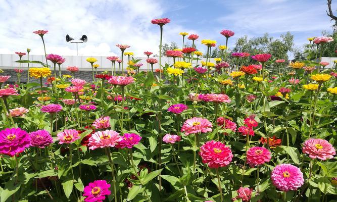 翠菊的花语是什么？翠菊代表的含义有哪些？