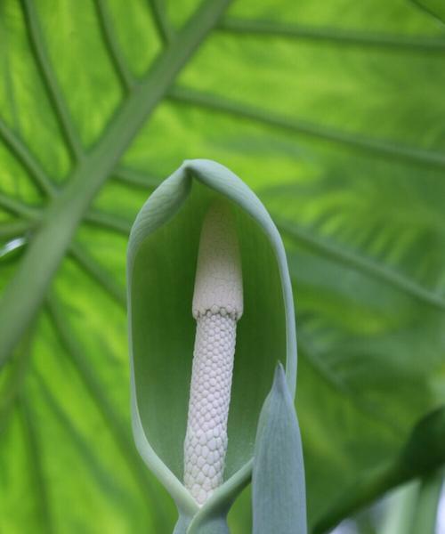 滴水观音植物的寓意是什么？如何养护滴水观音？