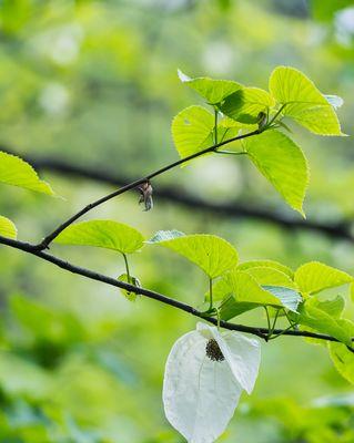 鸽子树属于什么植物类别？它的特点有哪些？