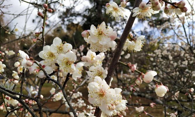 冬天梅花的特点是什么意思？梅花在冬季的独特意义是什么？