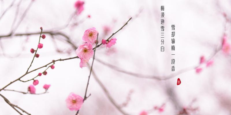 冬天梅花的特点是什么意思？如何欣赏梅花之美？