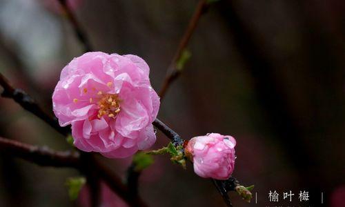 粉色梅花的花语是什么？粉色梅花代表什么含义？