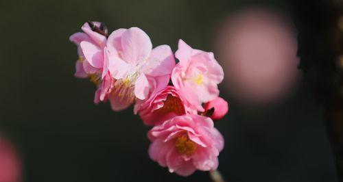 粉色梅花的花语是什么？粉色梅花代表什么含义？