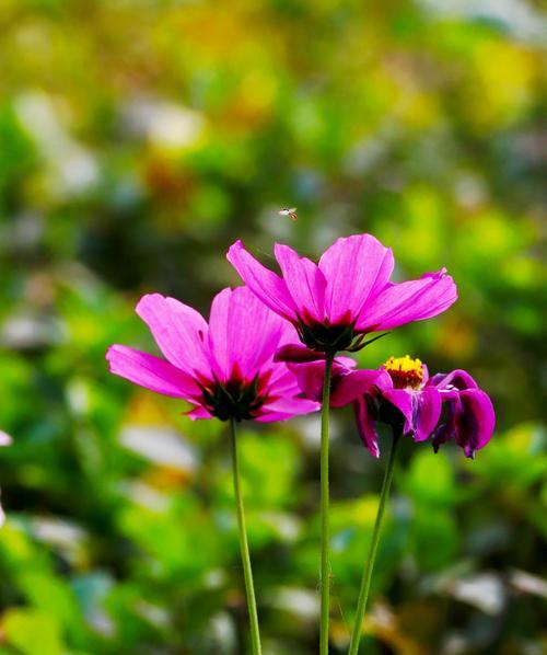 格桑花一年开几次花？如何正确养护以延长花期？