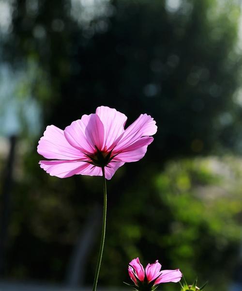 格桑花一年开几次花？如何正确养护以延长花期？