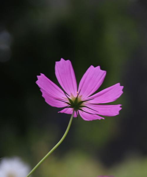 格桑花还有哪些别名？格桑花的含义是什么？