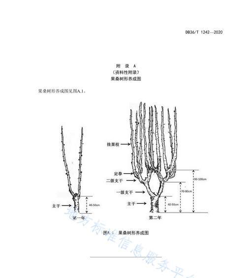 格桑花什么时候摘心最好？如何正确进行摘心操作？