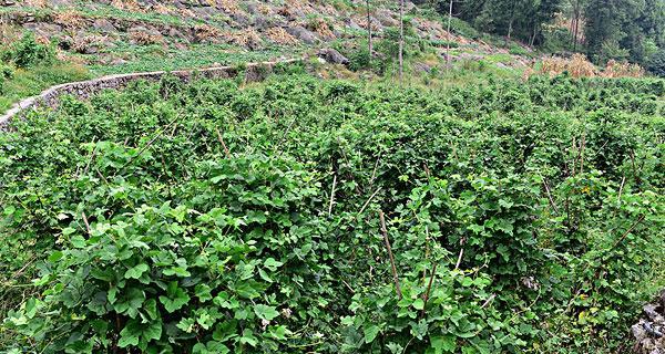 葛根种植需要哪些气候条件？生长环境有何特殊要求？