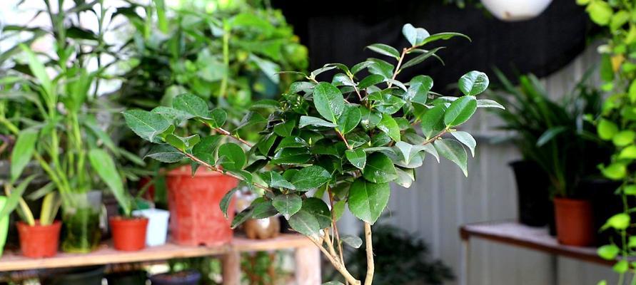 隔夜茶能浇花吗？使用隔夜茶对植物有何影响？