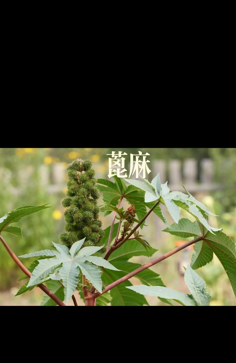 根茎植物有哪些种类？如何正确识别和养护？