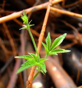 根茎植物有哪些种类？如何正确识别和养护？