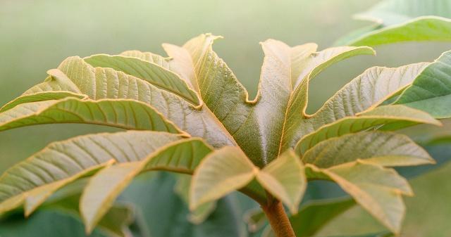 根茎植物有哪些种类？如何正确识别和养护？