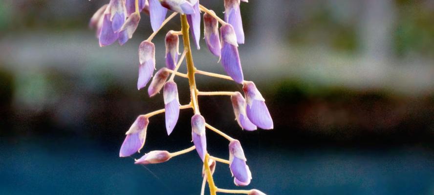 紫藤花语是什么意思？紫藤花代表了哪些情感？