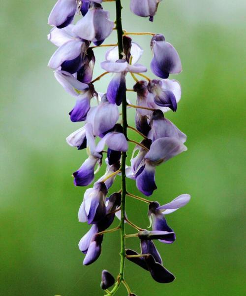 紫藤花语是什么意思？紫藤花代表了哪些情感？