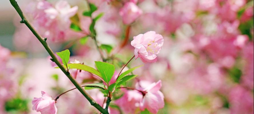 海棠花象征什么爱情？如何用海棠花表达爱意？