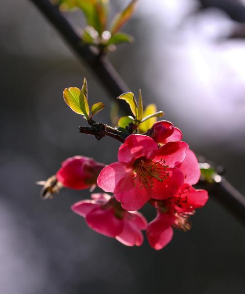 海棠花象征什么爱情？如何用海棠花表达爱意？