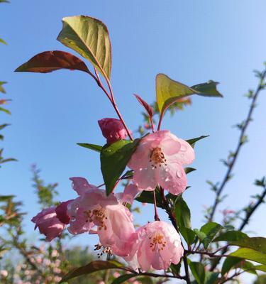 海棠花格的寓意是什么？如何在家居装饰中运用？