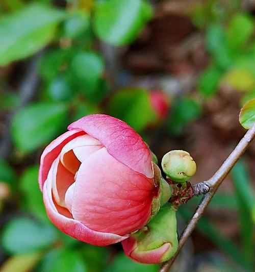 海棠花的官方花语是什么？如何正确解读？