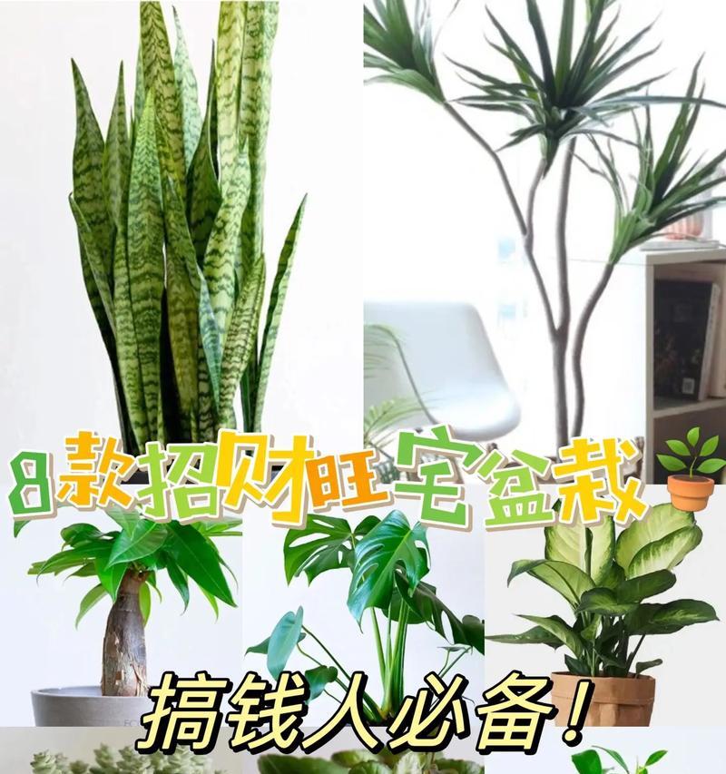 公司放什么植物招财？如何选择招财植物？