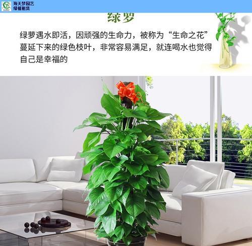 公司门口适合放什么植物？如何选择合适的门前景观植物？