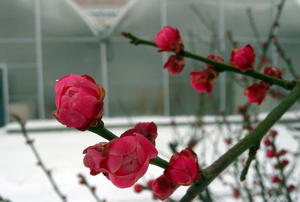 红梅花的花语代表什么？如何理解红梅花的含义？