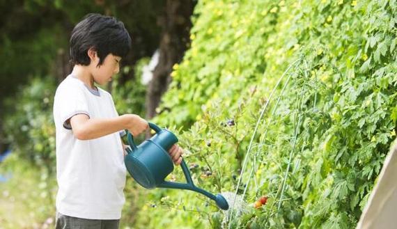 狗尿浇花对植物生长有益吗？使用方法和注意事项是什么？