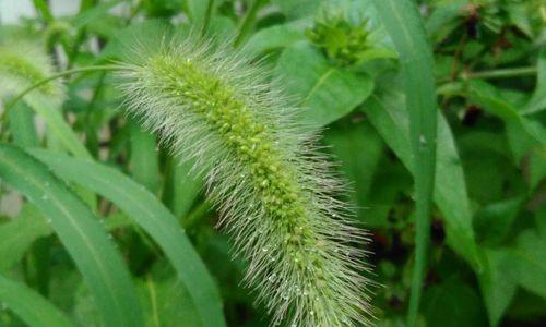 狗尾巴草种家里风水好吗？种植禁忌有哪些？