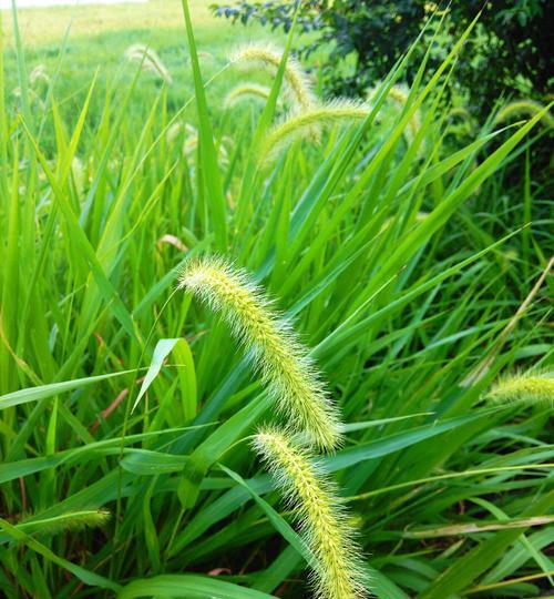 狗尾巴草种家里风水好吗？种植禁忌有哪些？