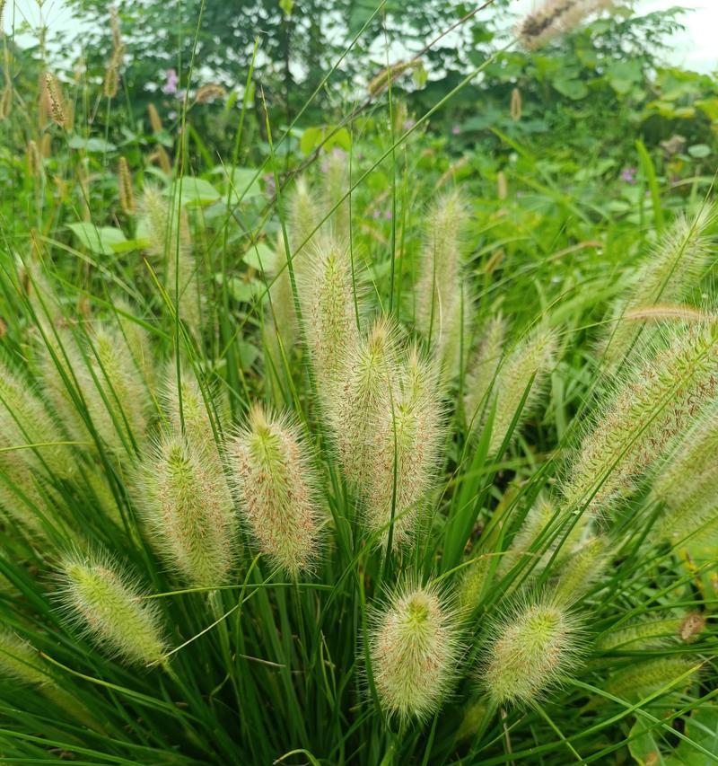 狗尾巴草是花还是草？如何区分植物的类别？