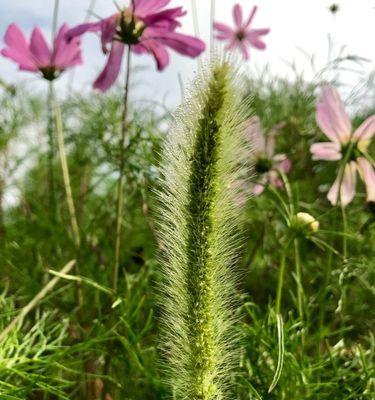 狗尾巴草是花还是草？如何区分植物的类别？