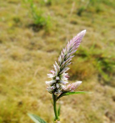 狗尾草开花吗？狗尾草开花的样子是怎样的？