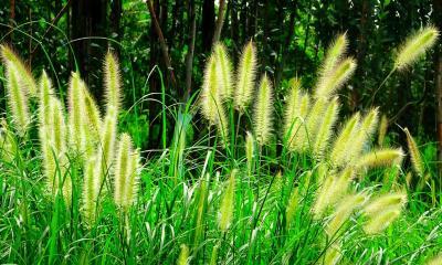 狗尾草属于单子叶植物吗？如何区分单子叶和双子叶植物？