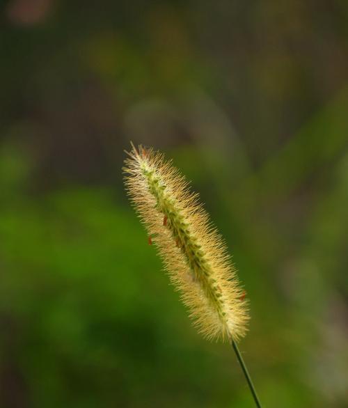 狗尾草属于低等植物吗？它的分类和特性是什么？