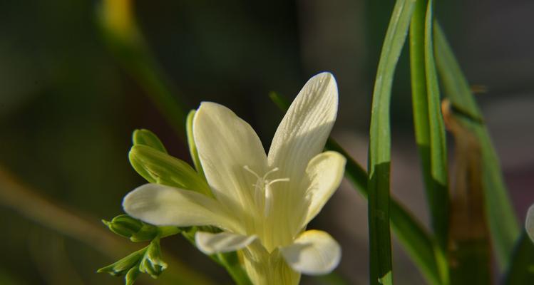 黄兰花的寓意是什么？花语有哪些含义？