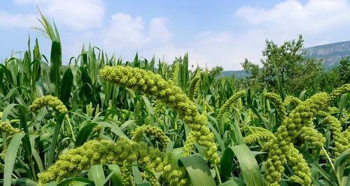 谷是什么农作物？常见的谷类作物有哪些特点？