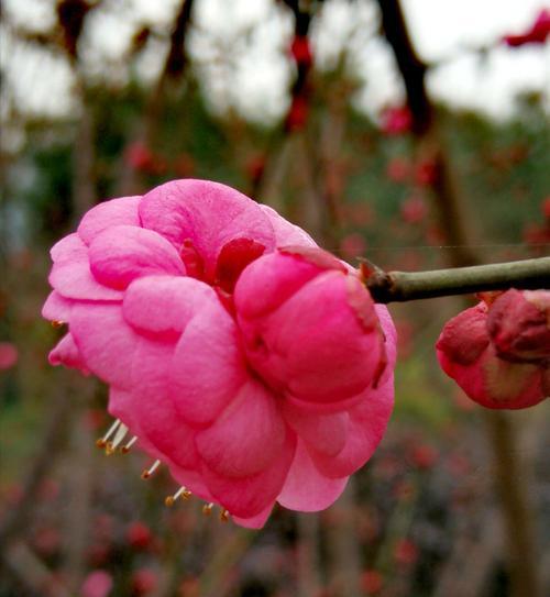 腊梅花的花语是什么？如何用腊梅表达情感？