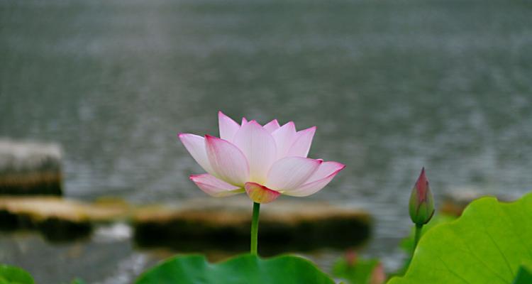 蓝荷花的花语是什么？如何用蓝荷花表达情感？