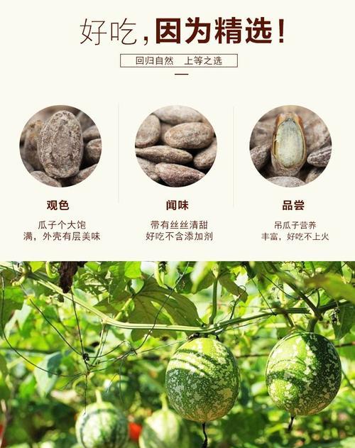 瓜子是哪种植物的种子？如何辨别不同种类的瓜子？