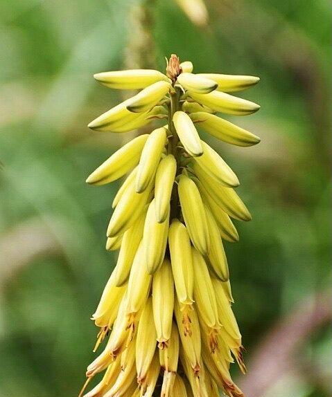 芦荟花语是什么花？芦荟的花语有哪些含义？