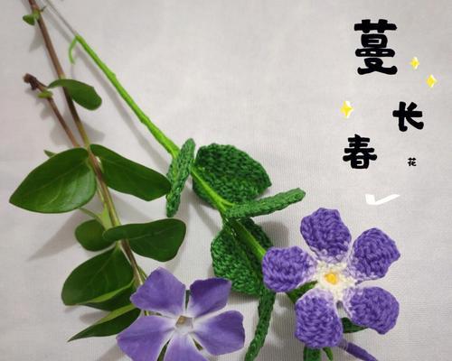 蔓长春花的花语有哪些含义？