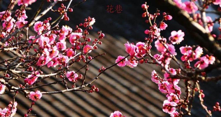 梅花先花后叶有什么寓意？梅花的花语和象征意义是什么？