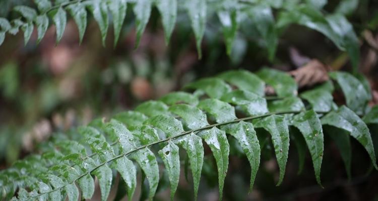 贯众属于蕨类植物吗？贯众的分类和特点是什么？