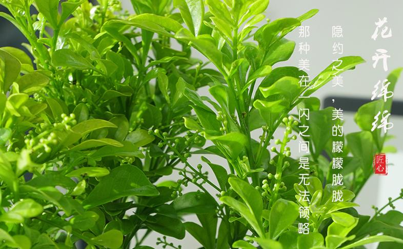 米兰花语是什么意思？米兰花象征着什么？