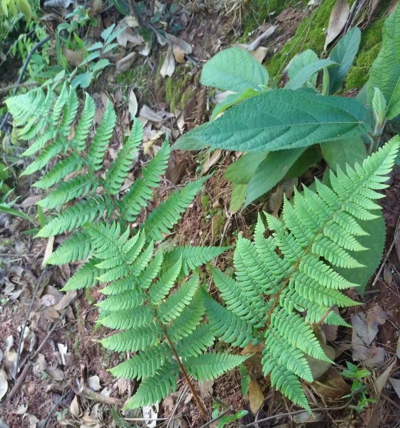 贯众是什么植物类型？贯众的分类和特点是什么？