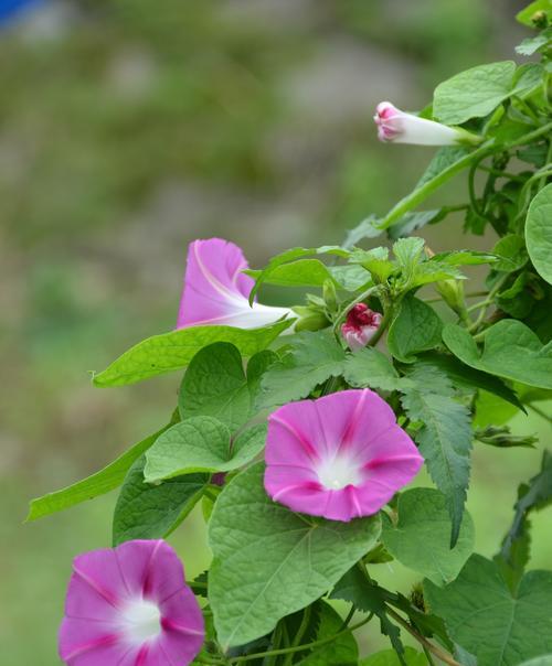 牵牛花的寓意是什么？如何用牵牛花表达情感？